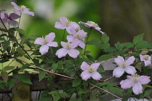 Clematis scrambling it's way up a tree